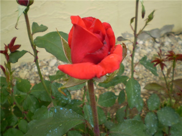 ružica